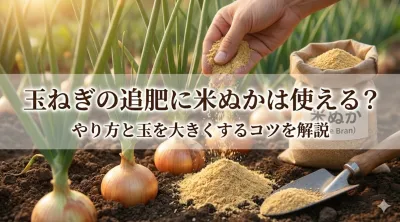 玉ねぎの追肥に米ぬかは使える？やり方と玉を大きくする方法を解説