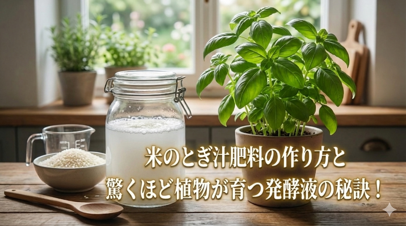 米のとぎ汁肥料の作り方と驚くほど植物が育つ発酵液の秘訣！