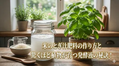 米のとぎ汁肥料の作り方と驚くほど植物が育つ発酵液の秘訣！