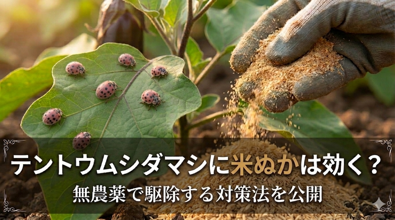 テントウムシダマシに米ぬかは効く?無農薬で駆除する対策法を公開