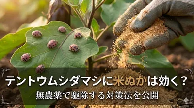 テントウムシダマシに米ぬかは効く？無農薬で駆除する対策法