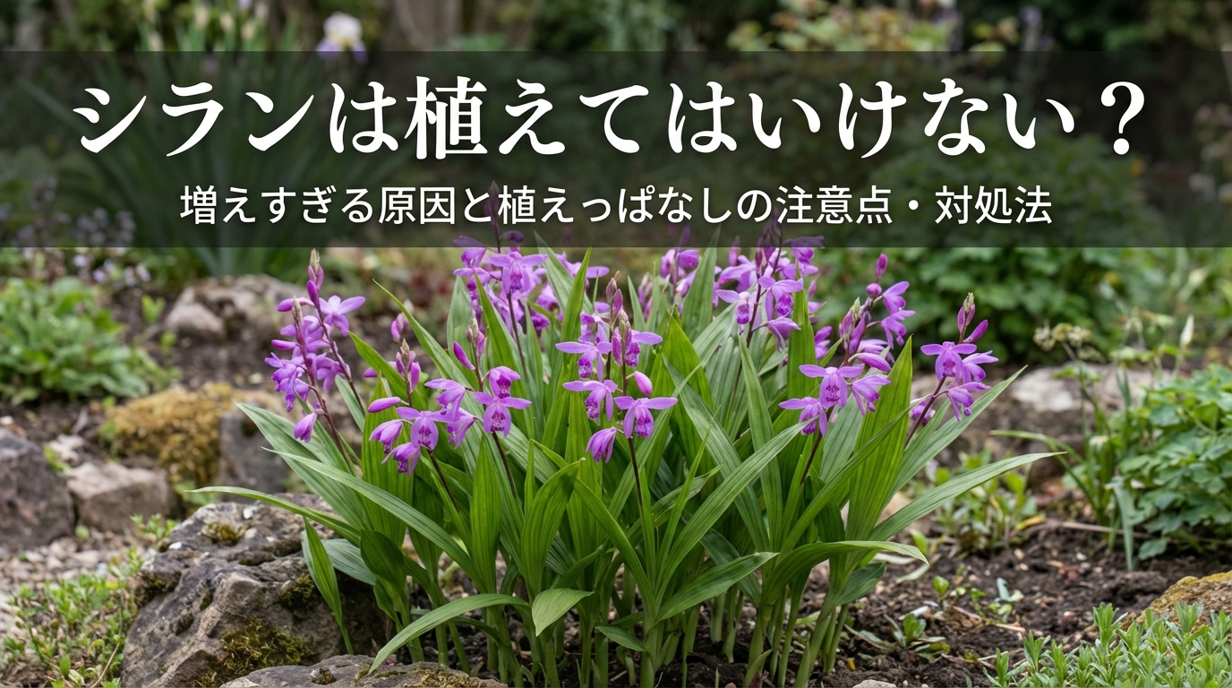 シランは植えてはいけない？増えすぎる原因と植えっぱなしの注意点・対処法
