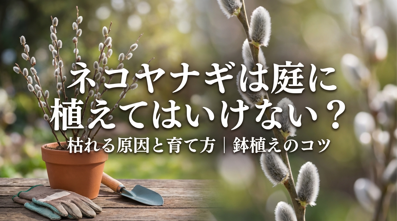 ネコヤナギは庭に植えてはいけない?枯れる原因と育て方|鉢植えのコツ