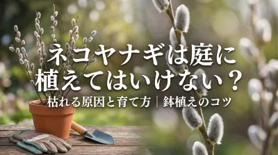 ネコヤナギは庭に植えてはいけない？枯れる原因と育て方｜鉢植えのコツ