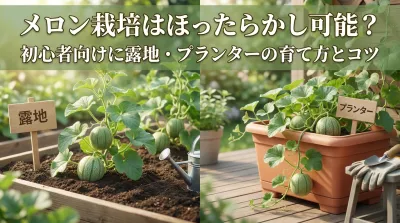 メロン栽培はほったらかし可能？初心者向けに露地・プランターの育て方とコツ