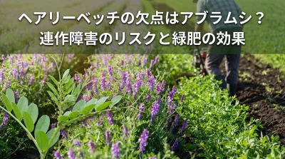 ヘアリーベッチの欠点はアブラムシ？連作障害のリスクと緑肥の効果