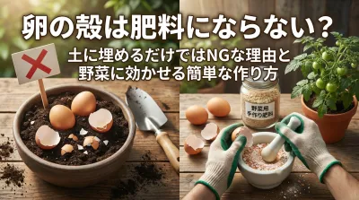 卵の殻は肥料にならない？土に埋めるだけではNGな理由と野菜に効かせる簡単な作り方
