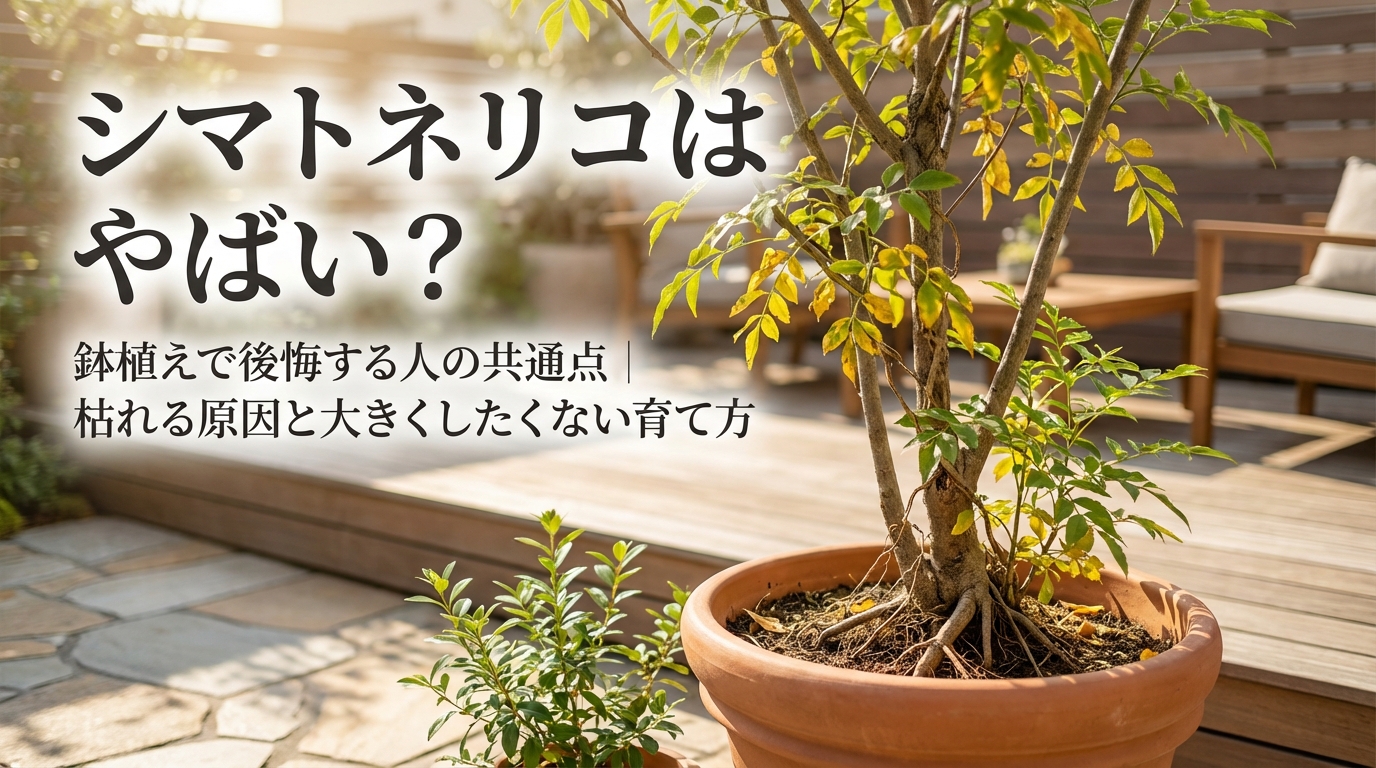 シマトネリコはやばい？鉢植えで後悔する人の共通点｜枯れる原因と大きくしたくない育て方