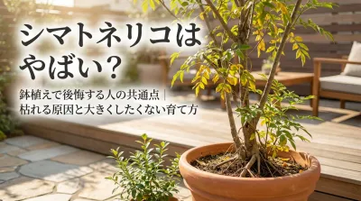 シマトネリコはやばい？鉢植えで後悔する人の共通点｜枯れる原因と大きくしたくない育て方