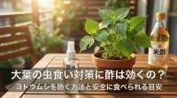 大葉の虫食い対策に酢は効くの？ヨトウムシを防ぐ方法と安全に食べられる目安