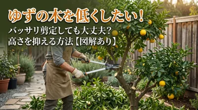ゆずの木を低くしたい！バッサリ剪定しても大丈夫？高さを抑える方法【図解あり】