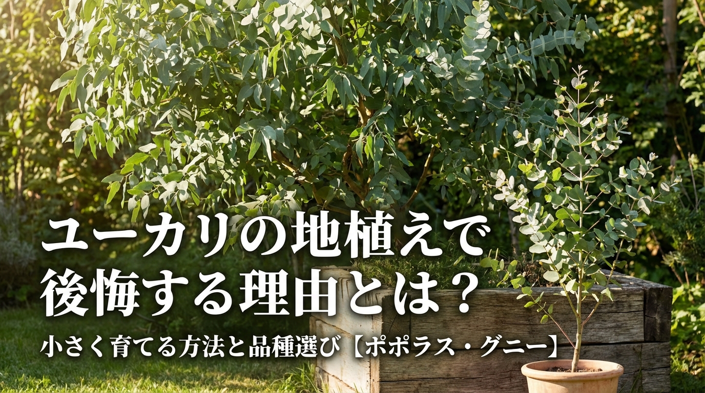 ユーカリの地植えで後買いする理由とは?小さく育てる方法と品種選び【ポポラス・グニー】