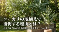 ユーカリの地植えで後悔する理由とは？小さく育てる方法と品種選び【ポポラス・グニー】