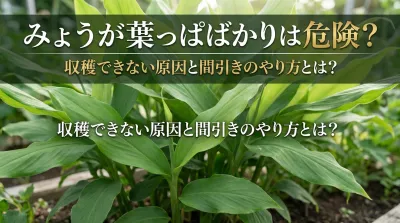 みょうがが葉っぱばかりは危険？収穫できない原因と間引きのやり方