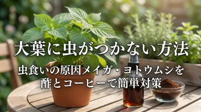 大葉に虫がつかない方法｜虫食いの原因メイガ・ヨトウムシを酢とコーヒーで簡単対策