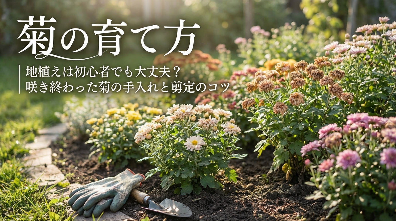 菊の育て方｜地植えは初心者でも大丈夫？咲き終わった菊の手入れと剪定のコツ
