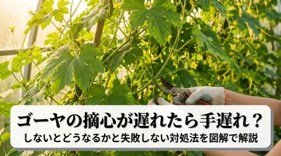 ゴーヤの摘心が遅れたら手遅れ？しないとどうなるかと失敗しない対処法を図解で解説