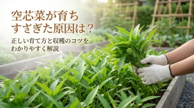 空芯菜が育ちすぎた原因は？正しい育て方と収穫のコツをわかりやすく解説