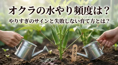 オクラの水やり頻度は？やりすぎのサインと失敗しない育て方