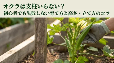オクラは支柱いらない？初心者でも失敗しない育て方と高さ・立て方のコツ