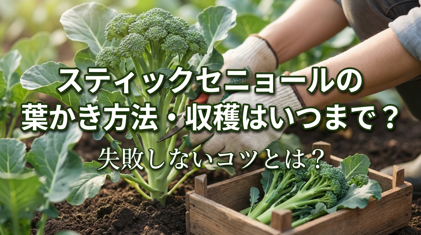 スティックセニョールの葉かき方法・収穫はいつまで？失敗しないコツとは？