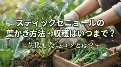 スティックセニョールの葉かき方法・収穫はいつまで？失敗しないコツとは？