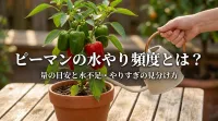 ピーマンの水やり頻度とは？量の目安と水不足・やりすぎの見分け方