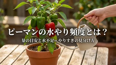 ピーマンの水やり頻度とは？量の目安と水不足・やりすぎの見分け方