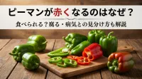 ピーマンが赤くなるのはなぜ？食べられる？腐る・病気との見分け方も解説