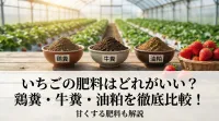 いちごの肥料は何がいい？鶏糞・牛糞・油粕を徹底比較！甘くする肥料も解説