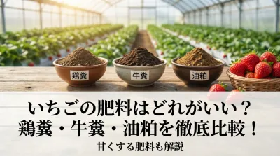 いちごの肥料は何がいい？鶏糞・牛糞・油粕を徹底比較！甘くする肥料も解説