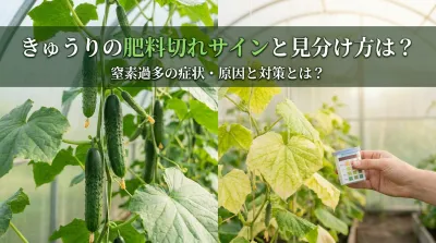 きゅうりの肥料切れサインと見分け方は？窒素過多の症状・原因と対策