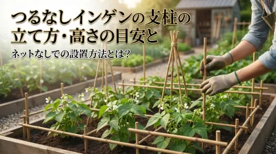 つるなしインゲンの支柱の立て方・高さの目安とネットなしでの設置方法