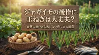 ジャガイモの後作に玉ねぎは大丈夫？春秋の違いと失敗しない育て方