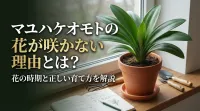 マユハケオモトの花が咲かない理由とは？花の時期と正しい育て方を解説