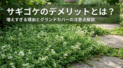 サギゴケのデメリットとは？増えすぎる理由とグランドカバーの注意点解説