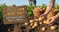 じゃがいもの収穫は80日でOK？60日70日90日との違いと失敗しない見極め方