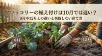 ブロッコリーの植え付けは10月では遅い？9月や12月との違いと失敗しない育て方