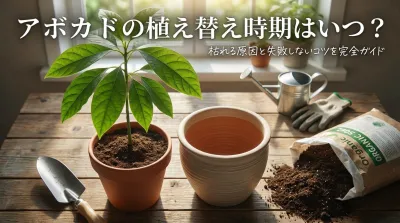 アボカドの植え替え時期はいつ？枯れる原因と失敗しないコツを完全ガイド