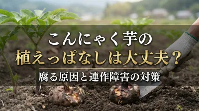 こんにゃく芋の植えっぱなしは大丈夫？腐る原因と連作障害の対策