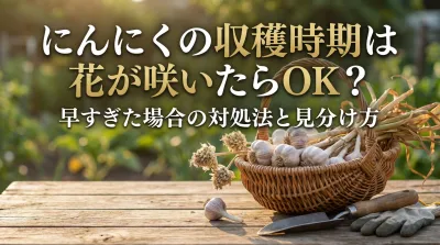 にんにくの収穫時期は花が咲いたらOK？早すぎた場合の対処法と見分け方