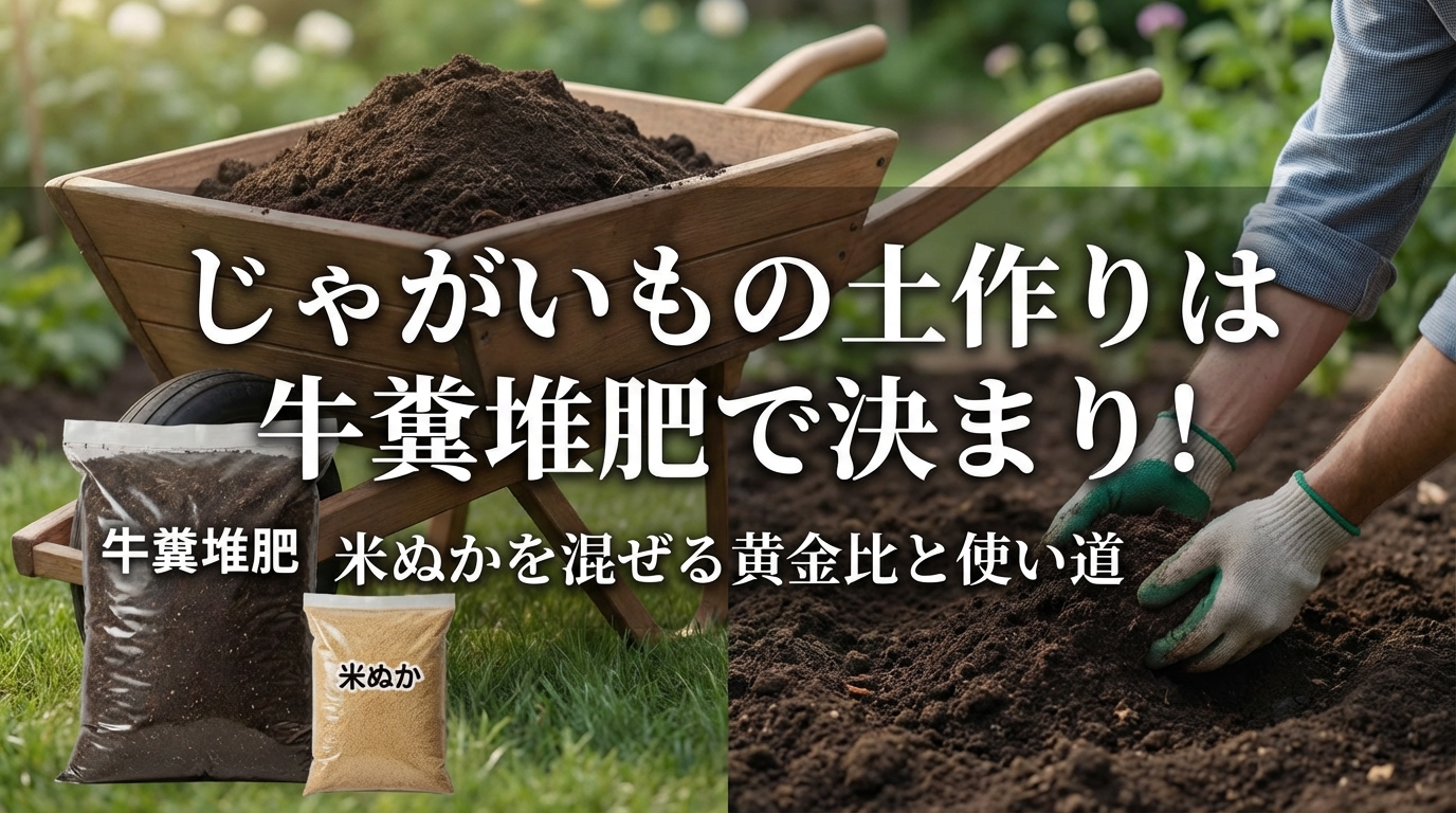 じゃがいもの土作りは牛糞堆肥で決まり！米ぬかを混ぜる黄金比と使い道