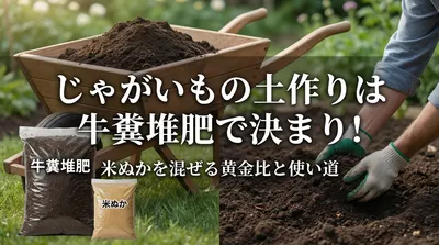 じゃがいもの土作りは牛糞堆肥で決まり！米ぬかを混ぜる黄金比と使い道