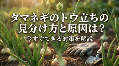 タマネギのトウ立ちの見分け方と原因は？今すぐできる対策を解説