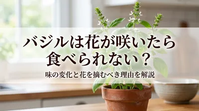 バジルは花が咲いたら食べられない？味の変化と花を摘むべき理由を解説