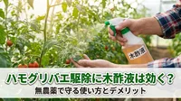 ハモグリバエ駆除に木酢液は効く？無農薬で守る使い方とデメリット