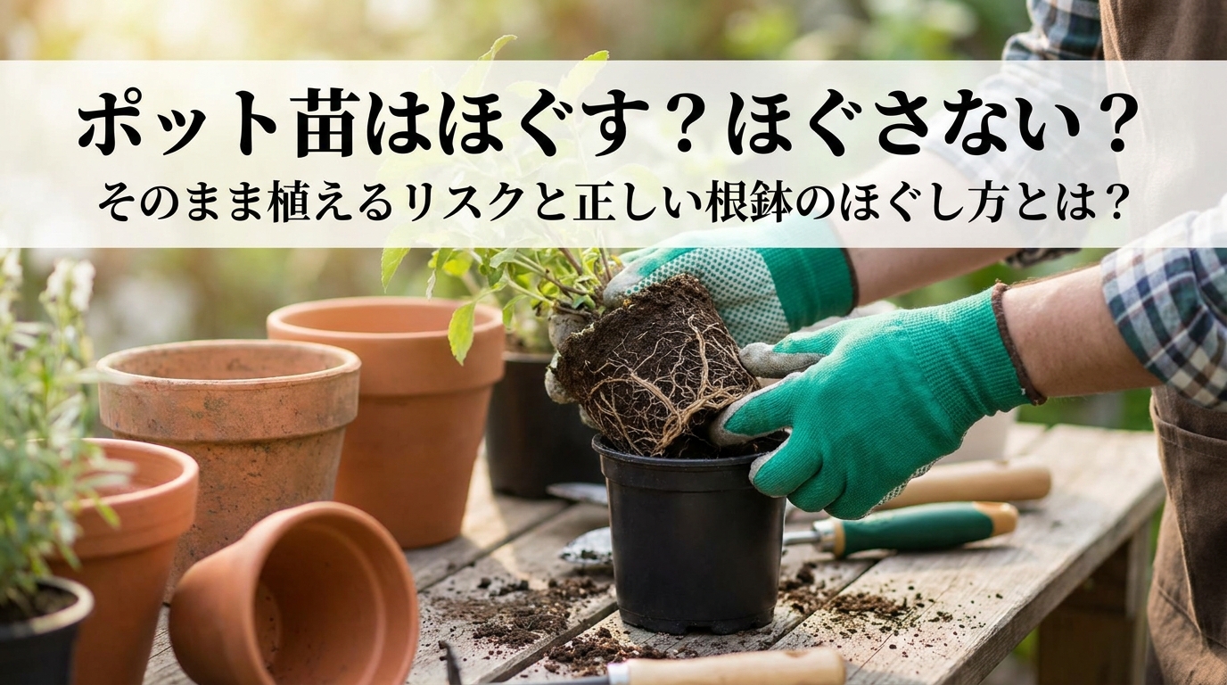ポット苗はほぐす？ほぐさない？そのまま植えるリスクと正しい根鉢のほぐし方とは？