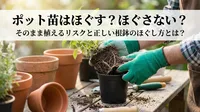 ポット苗はほぐす？ほぐさない？そのまま植えるリスクと正しい根鉢のほぐし方