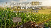 トウモロコシの肥料に鶏糞は使える？適量と肥料設計のコツを解説