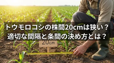 トウモロコシの株間20cmは狭い？適切な間隔と条間の決め方とは？